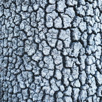 細かいヒビが続く樹皮のテクスチャー表皮の自然な表面パターンの写真