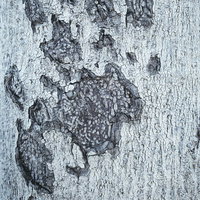 剥がれた樹皮のテクスチャーの写真