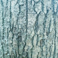 深い溝が縦に走る溝だらけの樹皮テクスチャーの写真