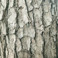 灰褐色に鱗状に剥がれた樹皮のテクスチャーの写真