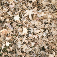 地面を覆う落葉紅葉のテクスチャー素材背景の写真