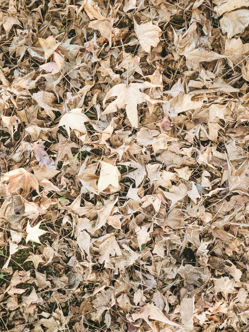 地面を覆う落葉紅葉のテクスチャー素材背景