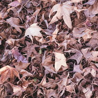 枯れた落ち葉のテクスチャー、茶色くすみ色の積み重なりの写真