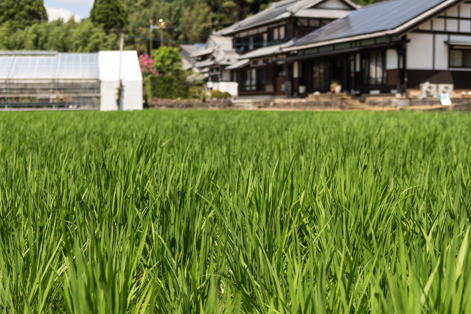 伊万里市の水田と古民家の農村風景