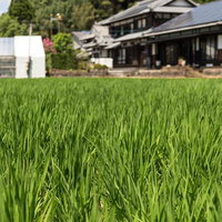 伊万里市の田んぼと古民家の農村風景 佐賀県の田園地帯の写真