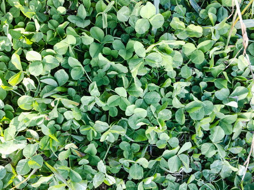 野原に群生するシロクローバのテクスチャー