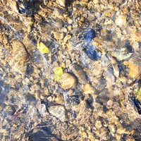 水底に残る葉っぱと水の流れ、光の反射が映るテクスチャーの写真