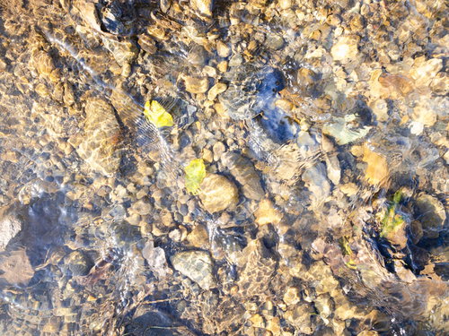 水底に残る葉っぱと水の流れ、光の反射が映るテクスチャー