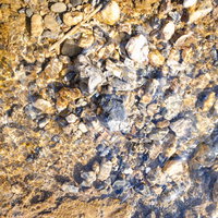 水底に映る水面の光、藻と小石のテクスチャーの写真