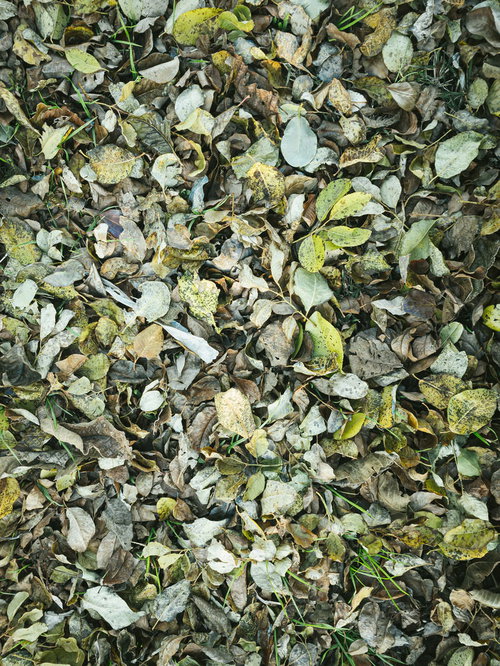 色々な種類の落ち葉が重なるテクスチャー
