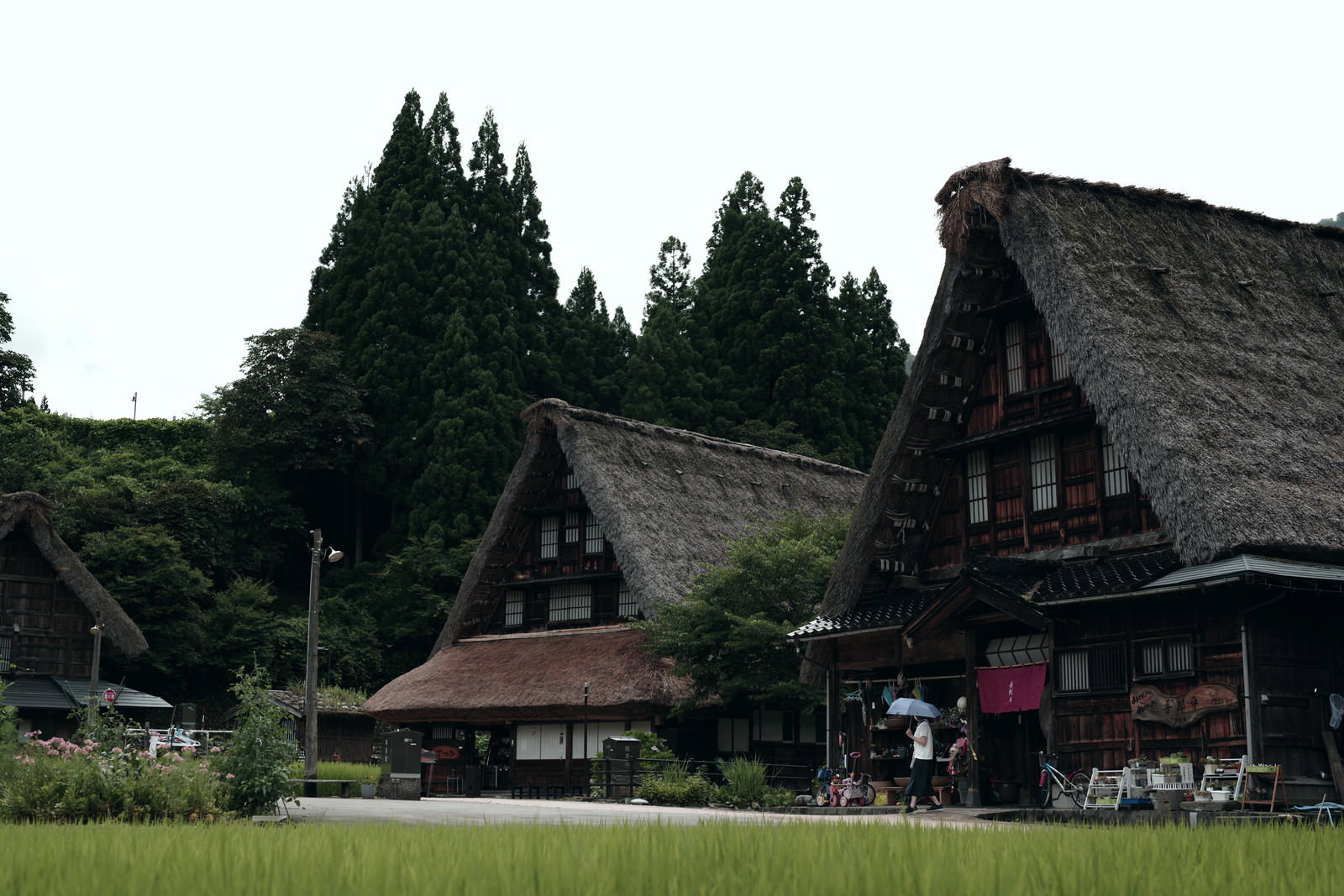 菅沼集落に建つ茅葺き屋根の合掌造り家屋と山々の風景