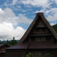 成長する稲の葉先越しに見る合掌造りの菅沼集落の写真