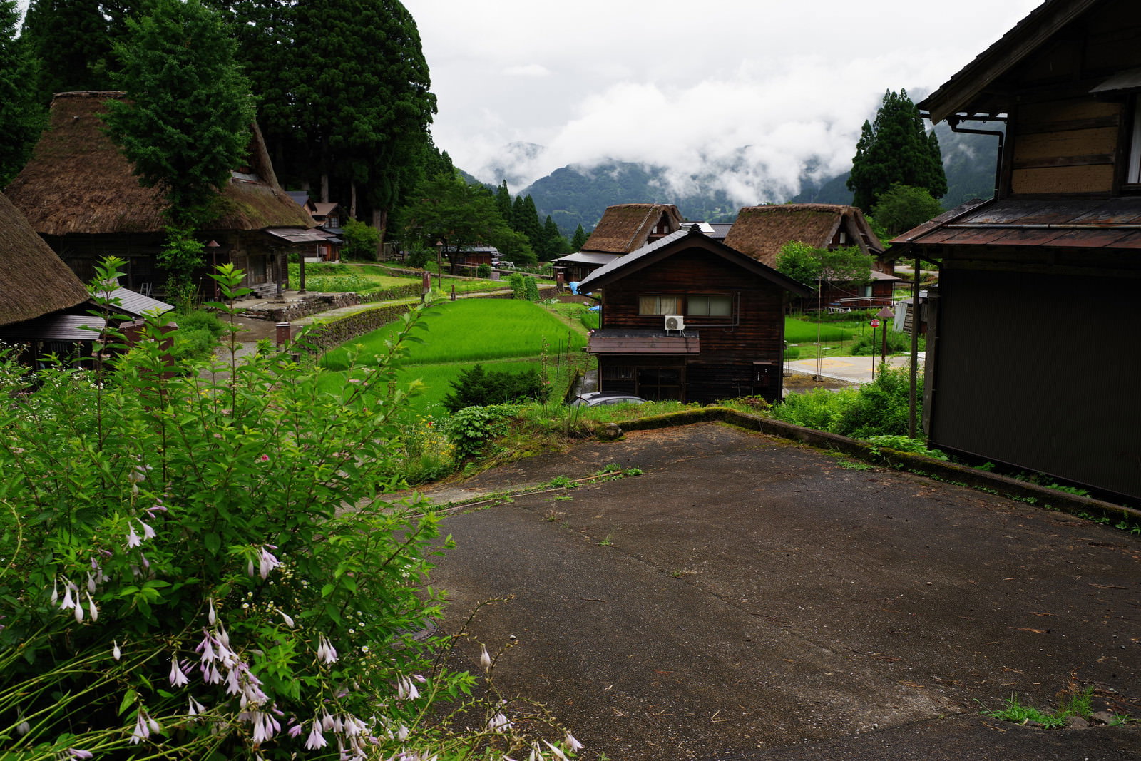 緑の田んぼと合掌造り家屋が並ぶ五箇山の風景
