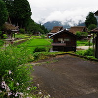 五箇山合掌造り集落と緑の田んぼの写真