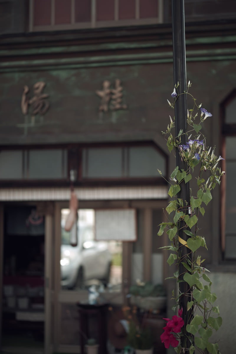 店先の軒先に絡む緑の葉と紫色の朝顔の花