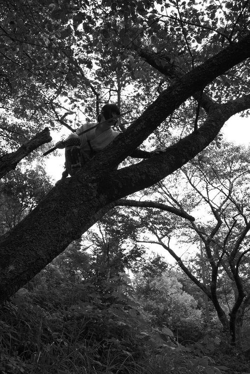 木の上で獲物を狙う追いはぎ