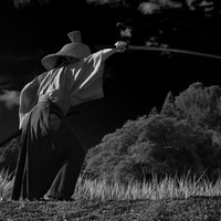 日本刀を振り抜く侍の抜刀、麦畑での武士の姿の写真