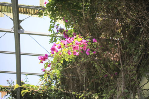 廃墟で咲いていた紫色の花 - 希望と再生の象徴