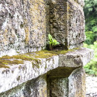 苔がびっしり付着した廃墟の古いコンクリート壁の写真