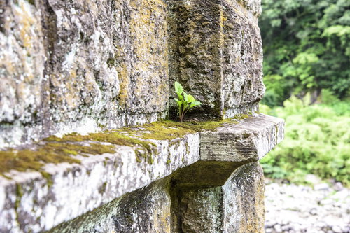 苔がびっしり付着した廃墟の古いコンクリート壁