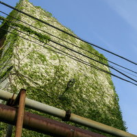 蔦で覆われはじめた団地の廃墟 緑に侵食されるコンクリート建物の写真