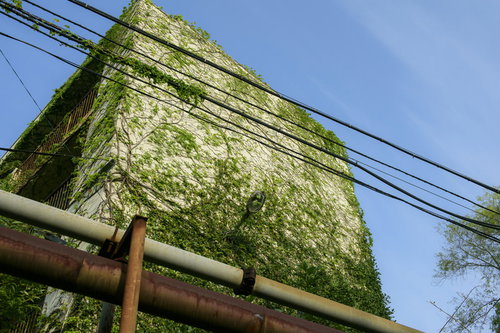 蔦で覆われはじめた団地の廃墟 緑に侵食されるコンクリート建物