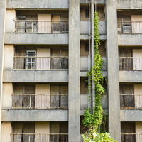 配管が蔦で覆われた老朽化した団地の廃墟と自然侵食の写真
