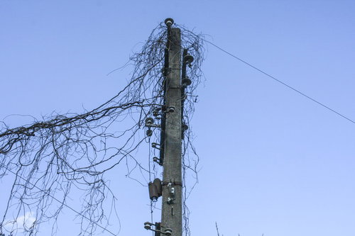 蔦が絡まった使われていない古い電柱と廃棄された電線