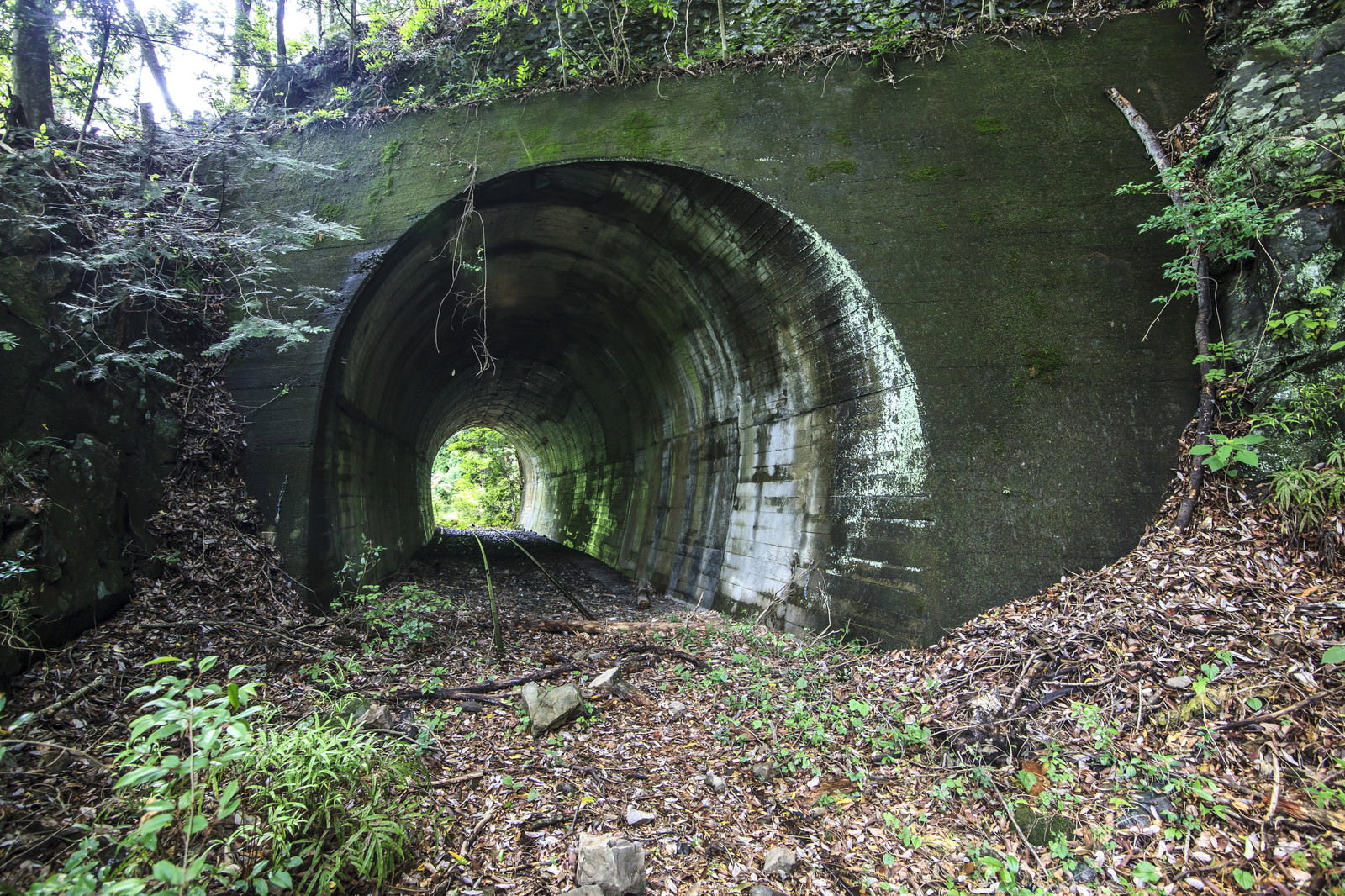 薄暗い森の中を通る廃線の線路と古いトンネルの入り口