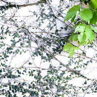 白壁の塀を覆う緑の蔦と自然な風合いの写真