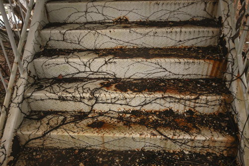 蔦で覆われはじめた古いコンクリート階段と錆びた手すり