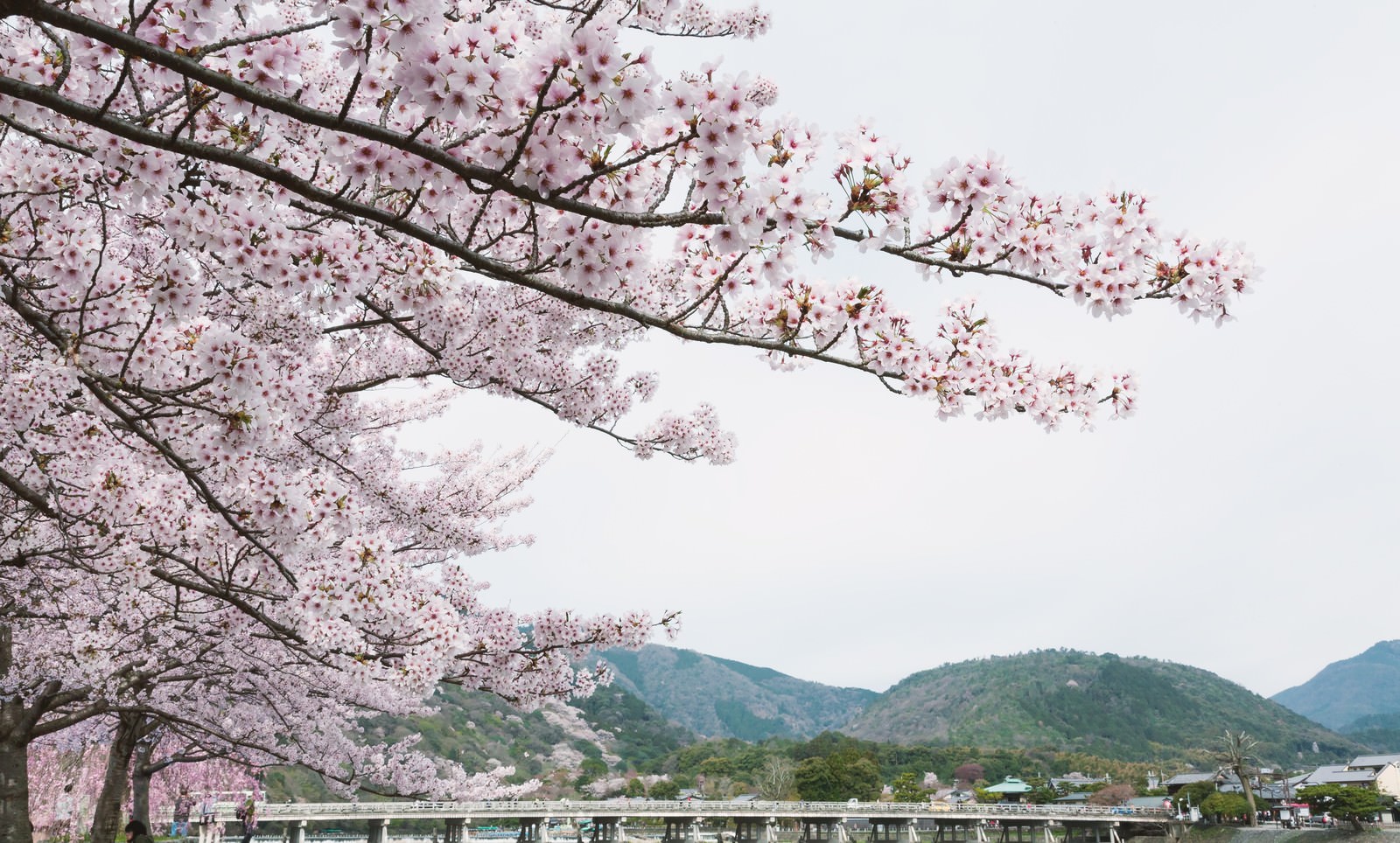 嵐山の渡月橋と山並みを背景に満開の桜が咲く春景色