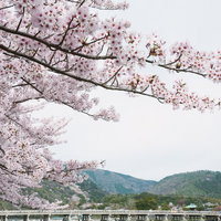 山と橋を背景にした嵐山の桜の写真
