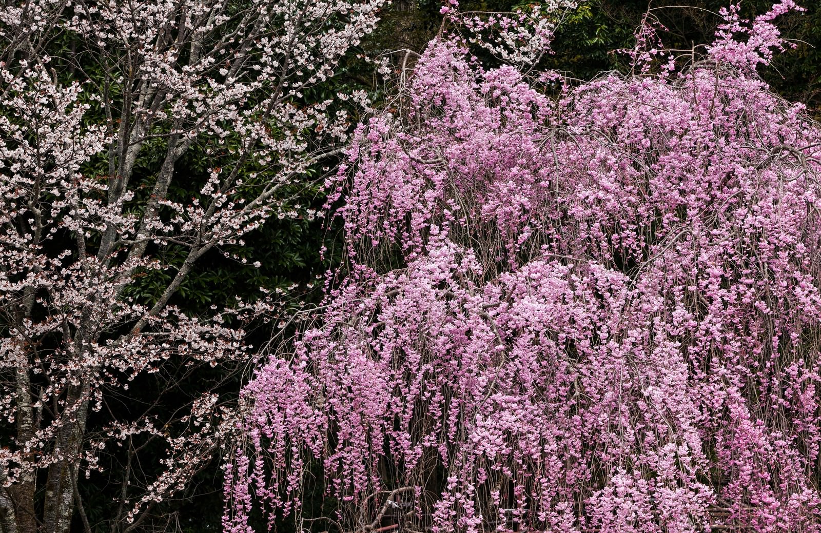 2本の枝垂れ桜が並んで満開に咲く春の風景