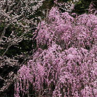 白とピンクの枝垂れ桜が並ぶ春の風景の写真