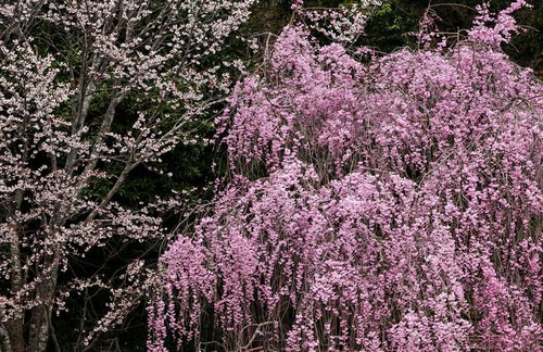 白とピンクの枝垂れ桜が並ぶ春の風景