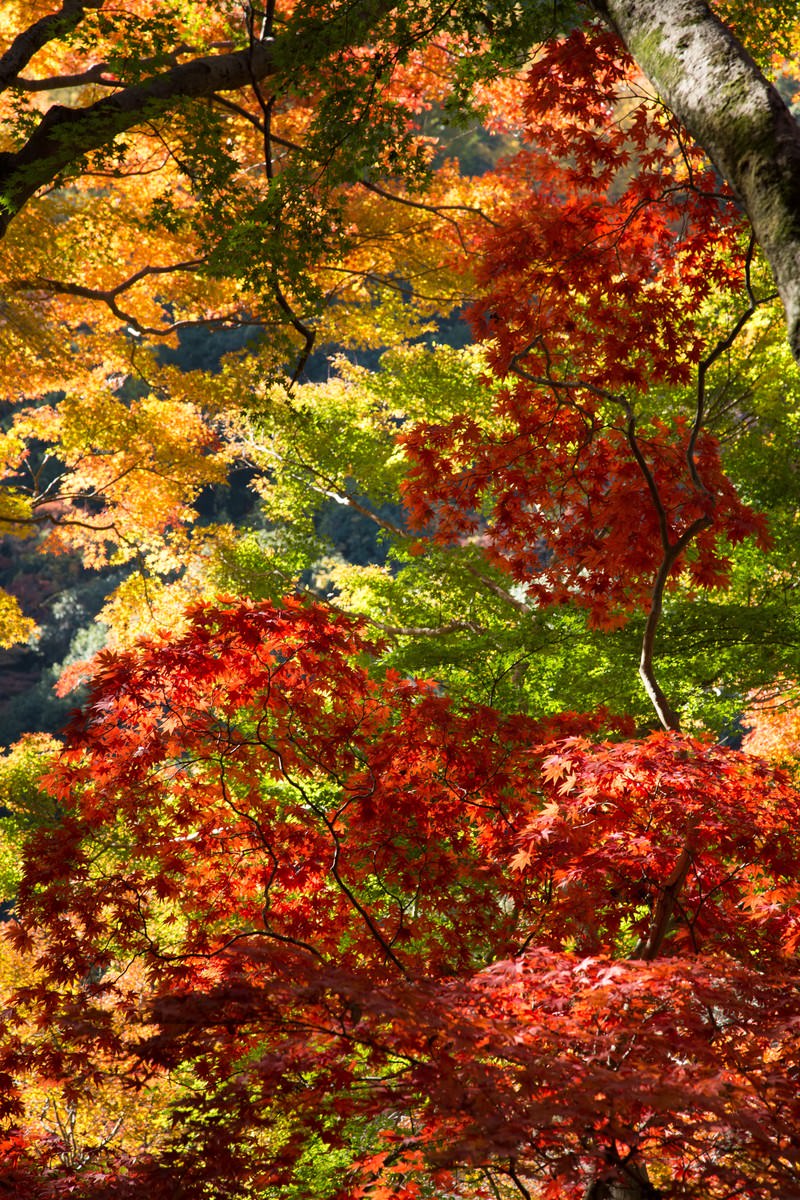 秋の黄葉と紅葉が色づく広葉樹が枝を伸ばし、間から水面が見える風景