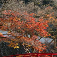 赤い橋と秋の紅葉・黄葉が彩る日本庭園の水辺風景の写真
