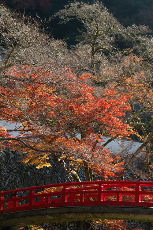 赤い橋と秋の紅葉・黄葉が彩る日本庭園の水辺風景