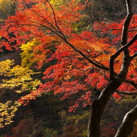 赤く色づいた大木と黄葉の秋山、深紅の紅葉と黄金色の樹々が彩る季節風景の写真