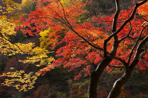 赤く色づいた大木と黄葉の秋山、深紅の紅葉と黄金色の樹々が彩る季節風景