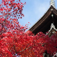 紅葉と古刹の五重塔～秋の日本庭園の風景～の写真