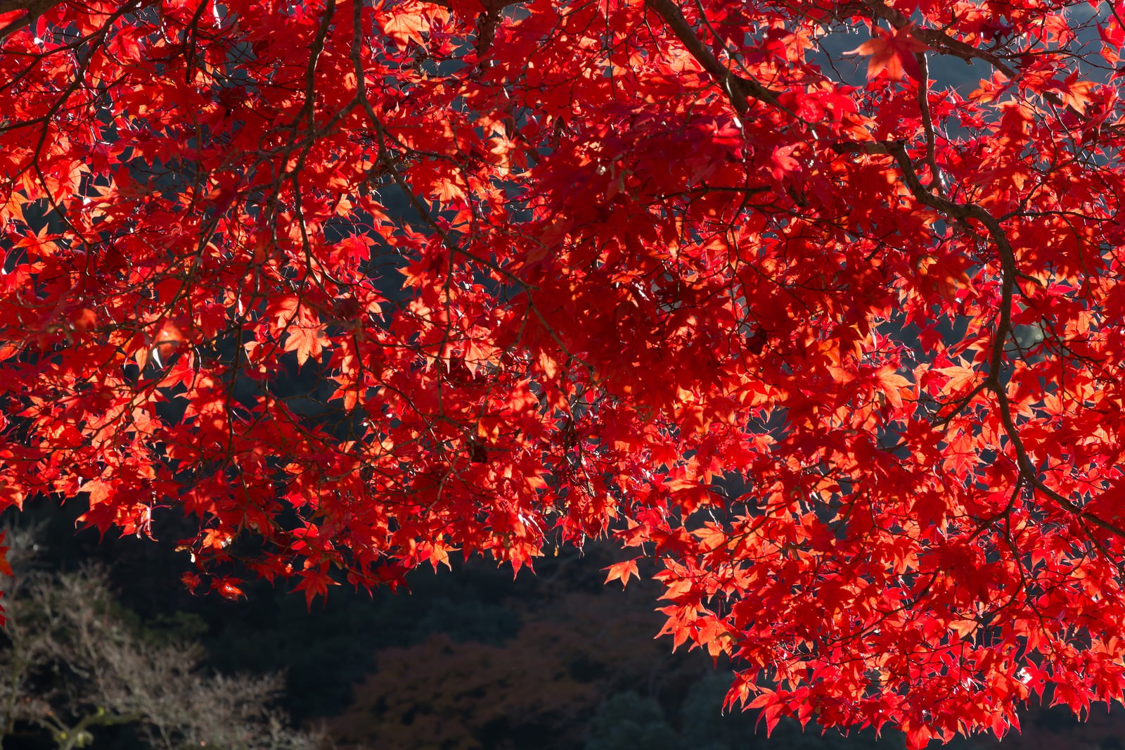 秋の樹全体が赤くオレンジ色に色付いた紅葉の葉