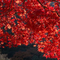 真っ赤に染まった秋の紅葉と落ち葉の季節風景の写真