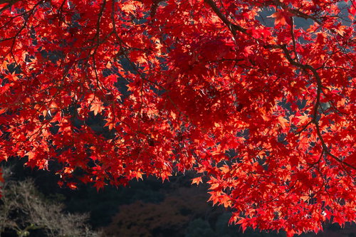 真っ赤に染まった秋の紅葉と落ち葉の季節風景