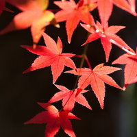 鮮やかな紅葉と真っ赤に色づいたモミジの写真