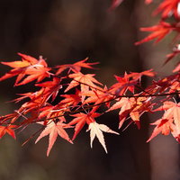 色づいた紅葉と黄葉が混在する秋の枝葉と光の風景の写真