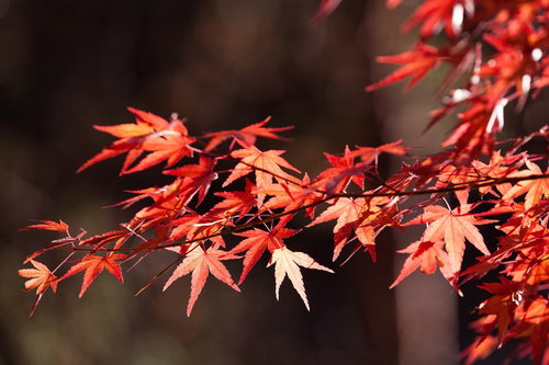 色づいた紅葉と黄葉が混在する秋の枝葉と光の風景