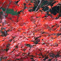 真っ赤に染まった葉のモミジ紅葉の写真