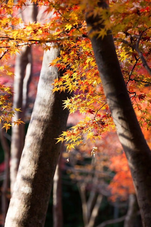 秋の樹間から見える黄葉と紅葉のカエデの木々